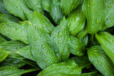 Yeşil yapraklı yağmur damlaları