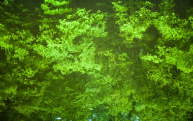 Su yüzeyi yeşil ağaçların yansıması ile