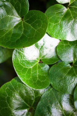 Asarabacca 'nın parlak yeşil yaprakları (Asarum europaeum)