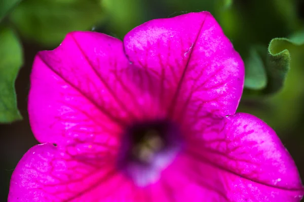 Primo piano del fiore di Petunia — Foto Stock