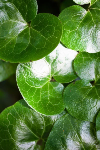 Błyszczące zielone liście asarabacca (Asarum europaeum) — Zdjęcie stockowe