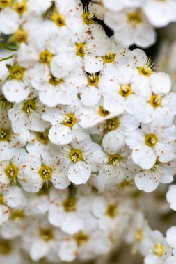 Beyaz Spiraea çiçekleri