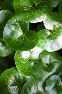 Asarabacca 'nın parlak yeşil yaprakları (Asarum europaeum)