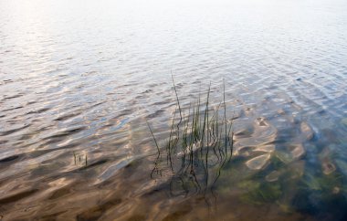 Su yüzeyi görünür su bitkileri ve reed kaynaklanıyor