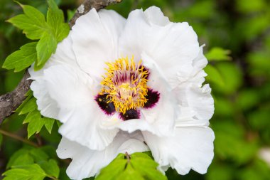 Beyaz şakayık çiçeği