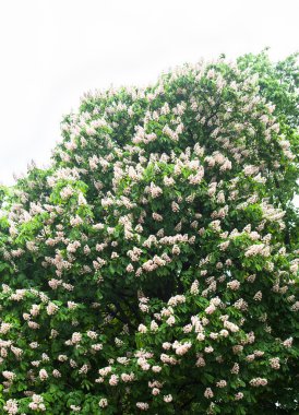 Çiçek at-kestane ağacı