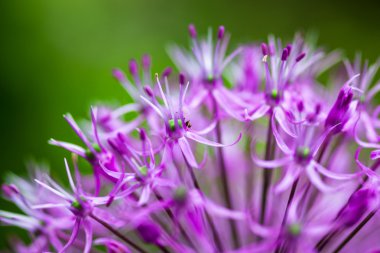 Çiçekli süs soğanı (Allium)