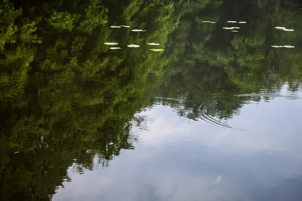 Zielone letnie drzewa odbite w wodzie — Zdjęcie stockowe