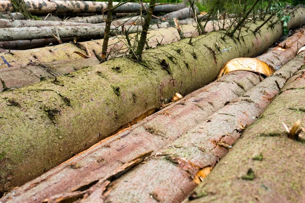 Raccolta del legname. Mucchio di tronchi di abete tagliati — Foto Stock