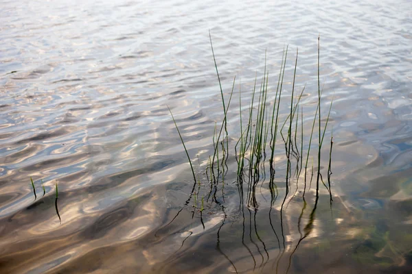 Water surface with visible water plants and reed stems — Stock Photo, Image