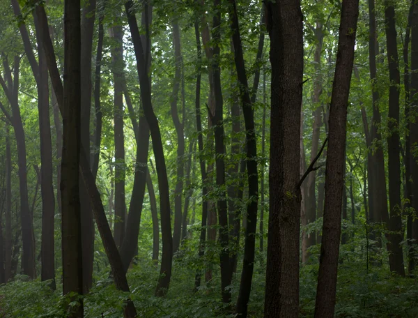 Gröna lövskog i dimmigt väder — Stockfoto