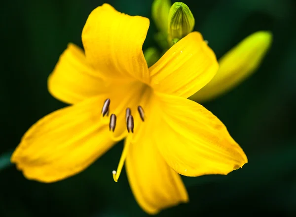 Nahaufnahme der blühenden gelben Lilienblüte — Stockfoto