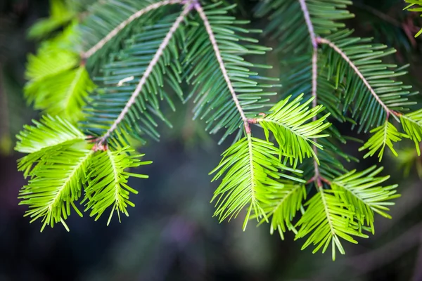 Coniferous branches with young light green shoots — Stock Photo, Image