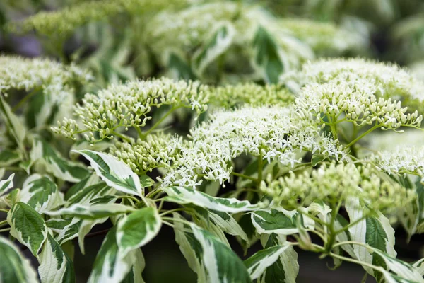 Close up af dogwood hvide blomster og blade - Stock-foto