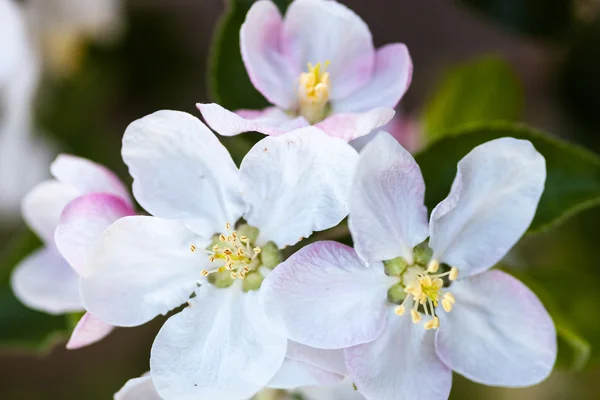 Närbild av äppelträd blommor — Stockfoto