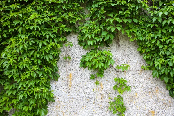 Vieux mur en béton recouvert de lierre vert — Photo