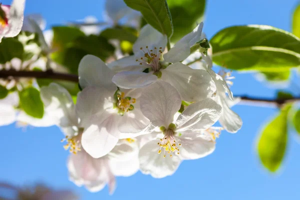 Apple träd blommor mot den blå himlen bakgrund — Stockfoto