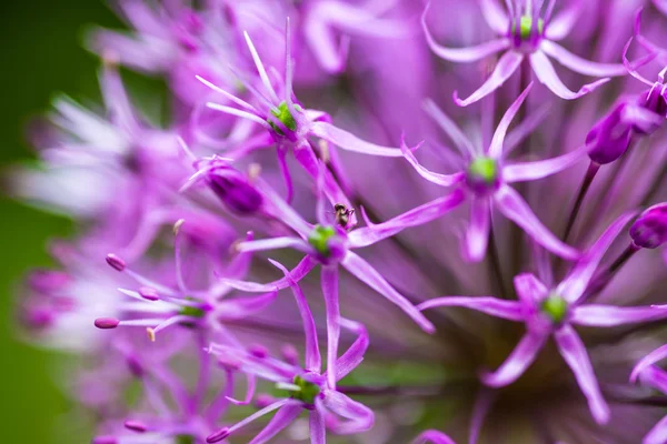 Цвітіння орнаментальної цибулі (Allium) — стокове фото