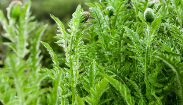 Közelkép a mák szárak és rügyek cseppek harmat — Stock Fotó