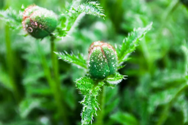 Closeup of the poppy buds with drops of dew — Stock Photo, Image