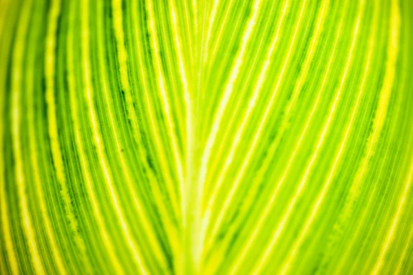 Κοντινό πλάνο του φύλλου κίτρινο-λαχανί ριγέ — Φωτογραφία Αρχείου