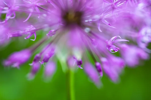 Цвітіння орнаментальної цибулі (Allium) — стокове фото