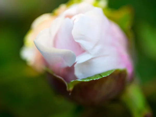 Tender bud of the dog rose's pink flower — Stock Photo, Image