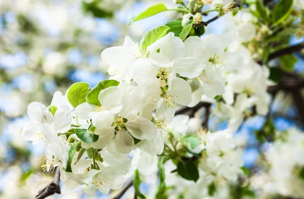 Blommande äppelträd — Stockfoto