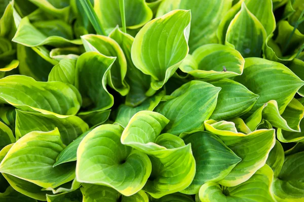 Зелене листя Хоста — стокове фото