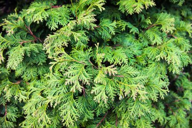 Evergreen juniper branches clipart