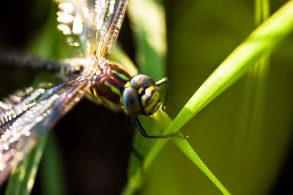 Dragonfly sitting on the green grass — Stock Photo, Image