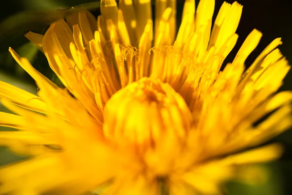 Крупный план цветущего жёлтого одуванчика — стоковое фото