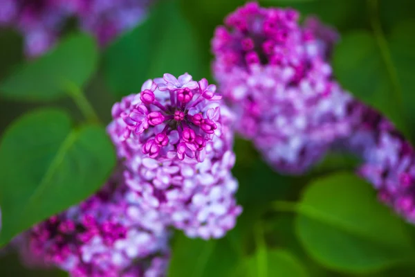 Flowers of Lilac — Stock Photo, Image