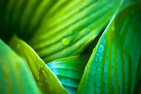 Green leaves of hosta with dew drops — Stock Photo, Image