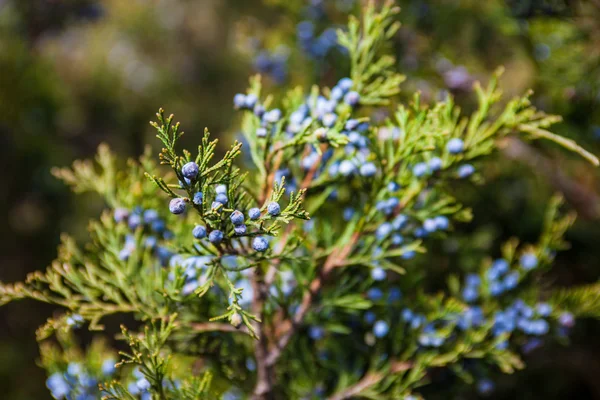 Juniper branch with female cones — Stock Photo, Image