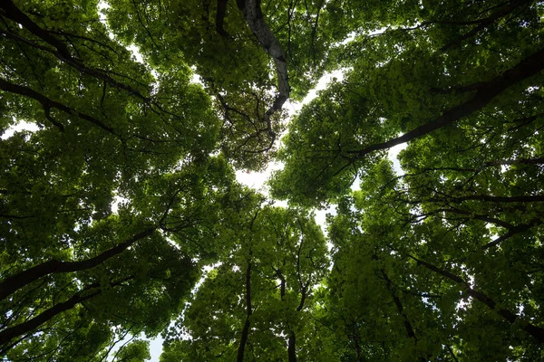 Silhuetas de maple verde copas das árvores — Fotografia de Stock