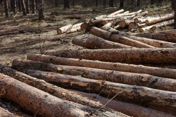 Montón de troncos de pino cortados en el bosque — Foto de Stock