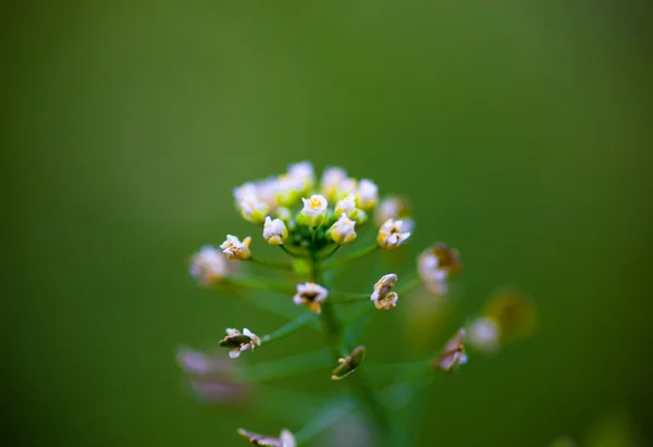 Primer plano de la flor del monedero del pastor — Foto de Stock