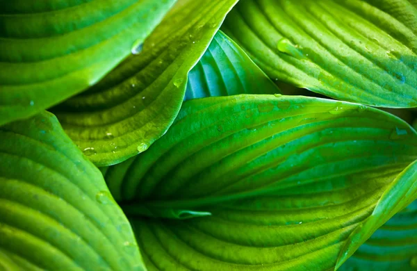 Zelené listy hosta s kapkami rosy — Stock fotografie