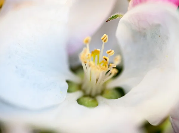 Close up of the pear tree flowers — Stock Photo, Image