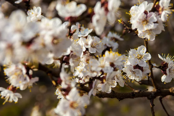 Vita blommor av aprikosträdet — Stockfoto