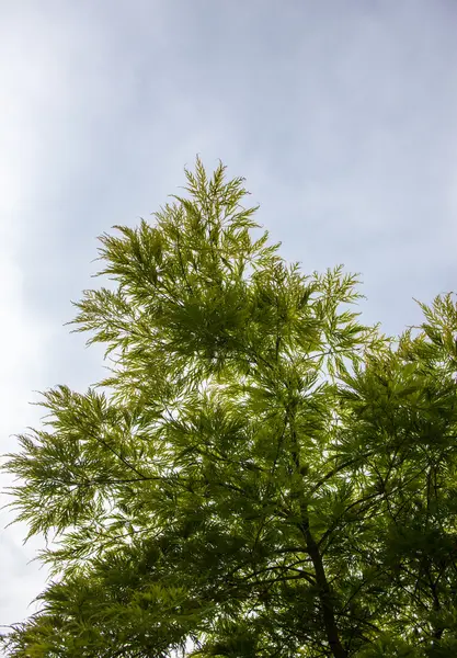 Green leaves on the branches of the Japanese maple — Stock Photo, Image