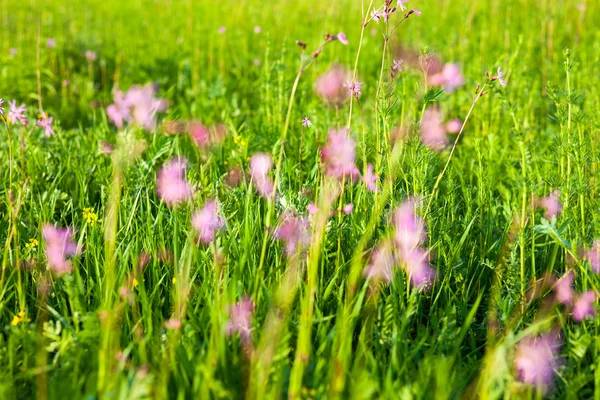 Ragged Robin (Lychnis flos-cuculi) flowers — Stock Photo, Image