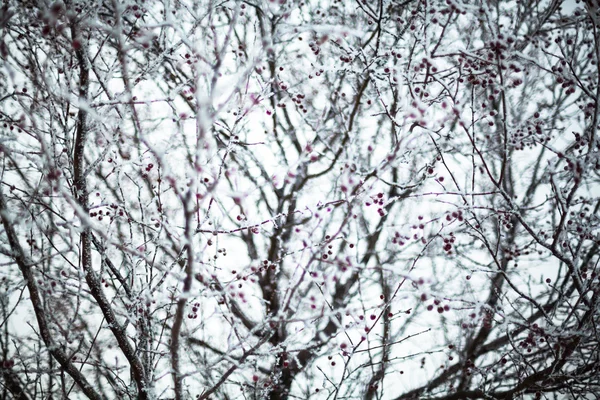 Hagtorn täckt med hjorfrost — Stockfoto