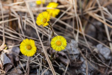 Bahar çiçekleri coltsfoot (Tussilago farfara)