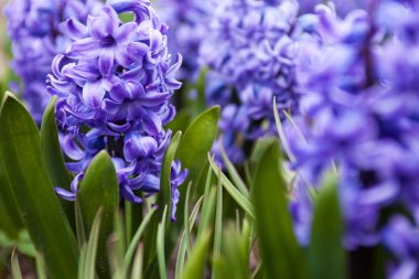Blue flowers of Hyacinth  clipart