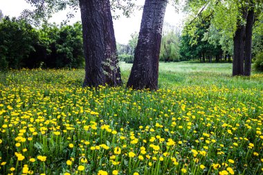 Ağaçlar çiçek sarı dandelions tarafından çevrili