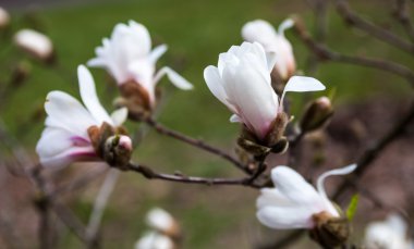 Erken baharda Manolya ağacının beyaz çiçekler