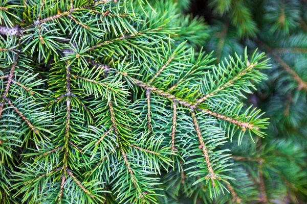 Evergreen coniferous branches — Stock Photo, Image