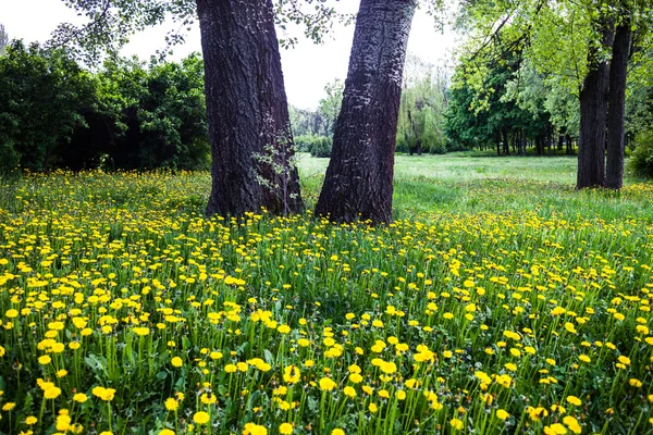 Arbres entourés de pissenlits jaunes en fleurs — Photo